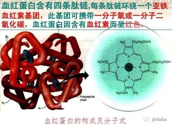 血红蛋白的构成及分子式