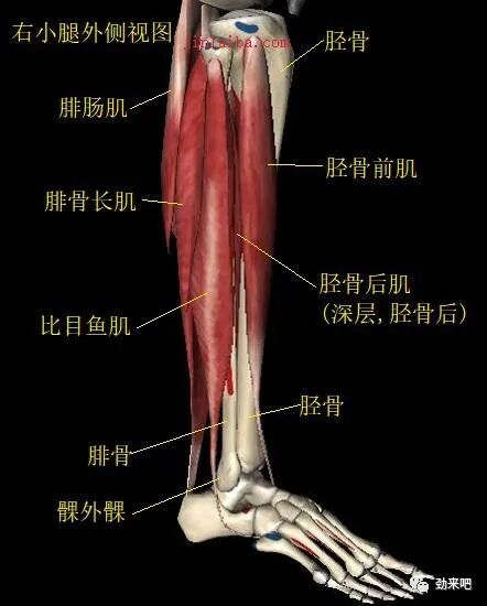 踝關節背屈不足原因總結 中國熱點