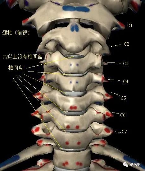 怎么选择家用颈椎牵引颈椎牵引的角度、力度和时间_https://www.jmylbn.com_新闻资讯_第3张
