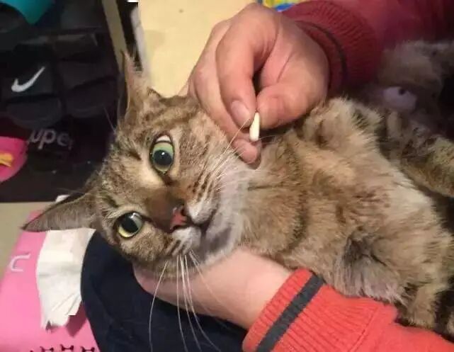 用感冒药就能轻轻松松毒死猫 病症 维宠宠物导航网