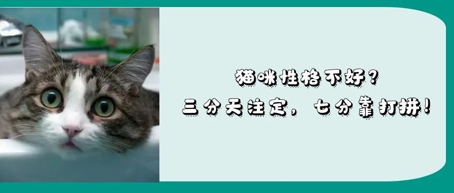 猫咪为什么相互舔毛？除了友好，背后还有什么原因？