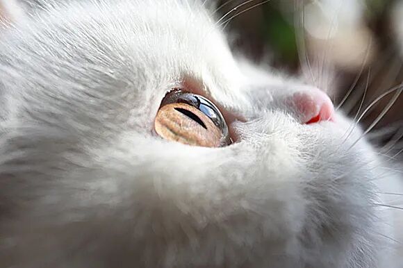 猫咪的眼睛能有多好看 是什么决定猫咪眼睛颜色 品种 维宠宠物导航网