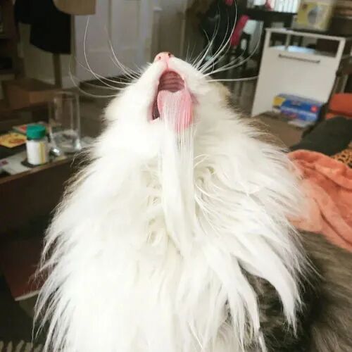 猫咪尾巴油 防治种马尾病 油尾巴的7个办法 病症 维宠宠物导航网