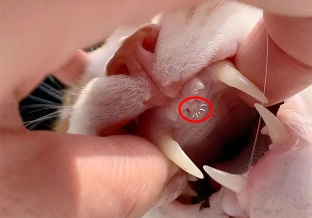 猫咪竟然能用嘴巴闻气味 裂唇嗅 鼻梨器 习性 维宠宠物导航网