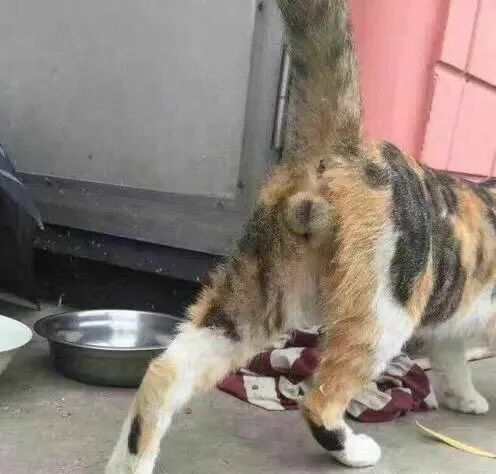 チャーミング セーター ソケット 猫 生殖器 - boldlypossible.com