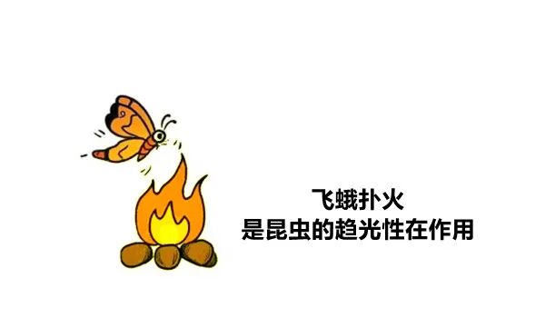 医用消疤贴怎么用大白话说中医第五百八十四期｜秦艽加上白僵蚕，祛斑消疤不麻烦_https://www.jmylbn.com_新闻资讯_第26张