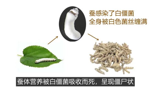 医用消疤贴怎么用大白话说中医第五百八十四期｜秦艽加上白僵蚕，祛斑消疤不麻烦_https://www.jmylbn.com_新闻资讯_第4张