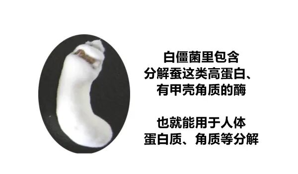 医用消疤贴怎么用大白话说中医第五百八十四期｜秦艽加上白僵蚕，祛斑消疤不麻烦_https://www.jmylbn.com_新闻资讯_第30张