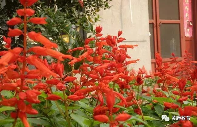 又见一串红 紫藤萝文刊 微信公众号文章阅读 Wemp