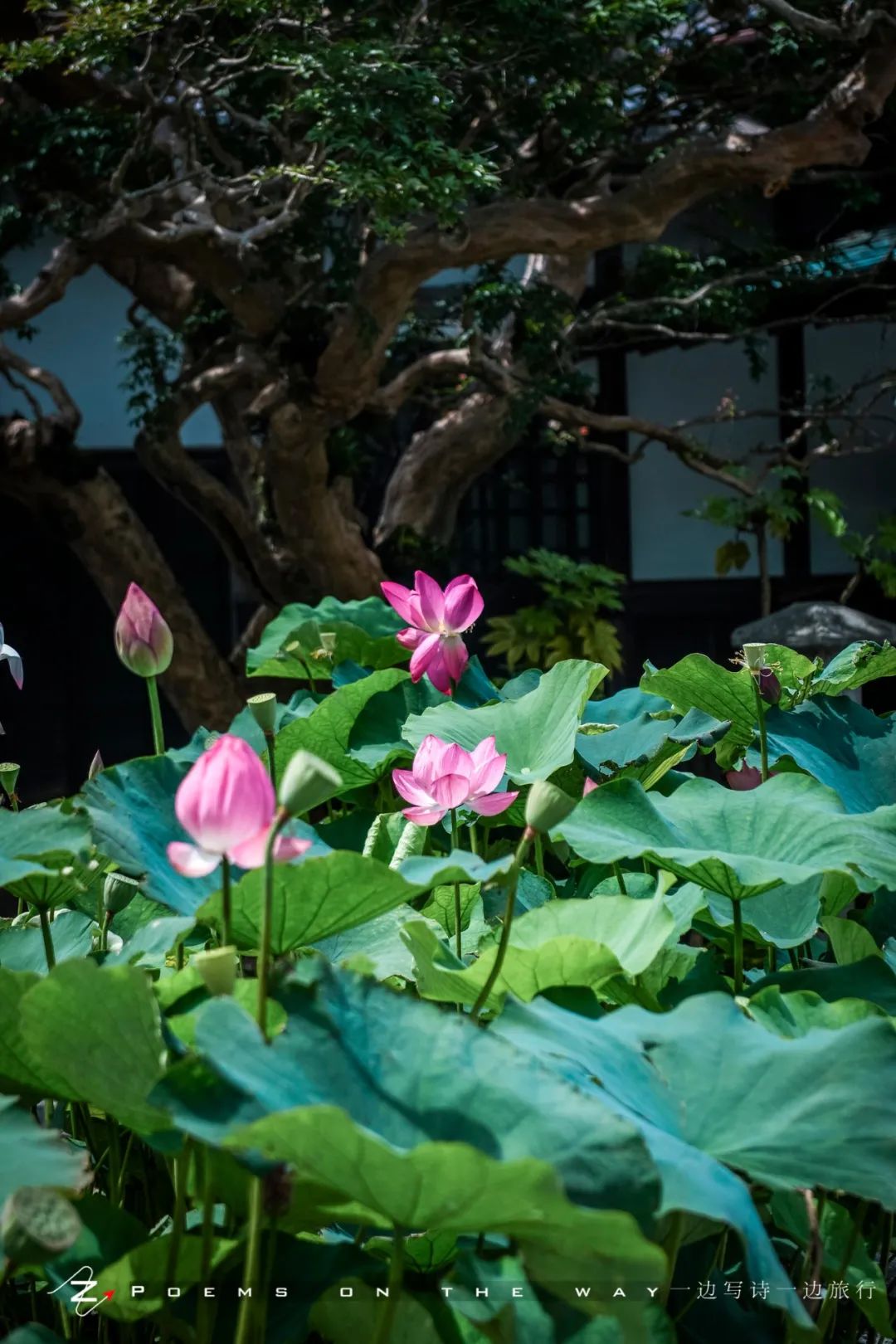 镰仓散步 古寺莲叶何田田 一边写诗一边旅行 微信公众号文章阅读 Wemp