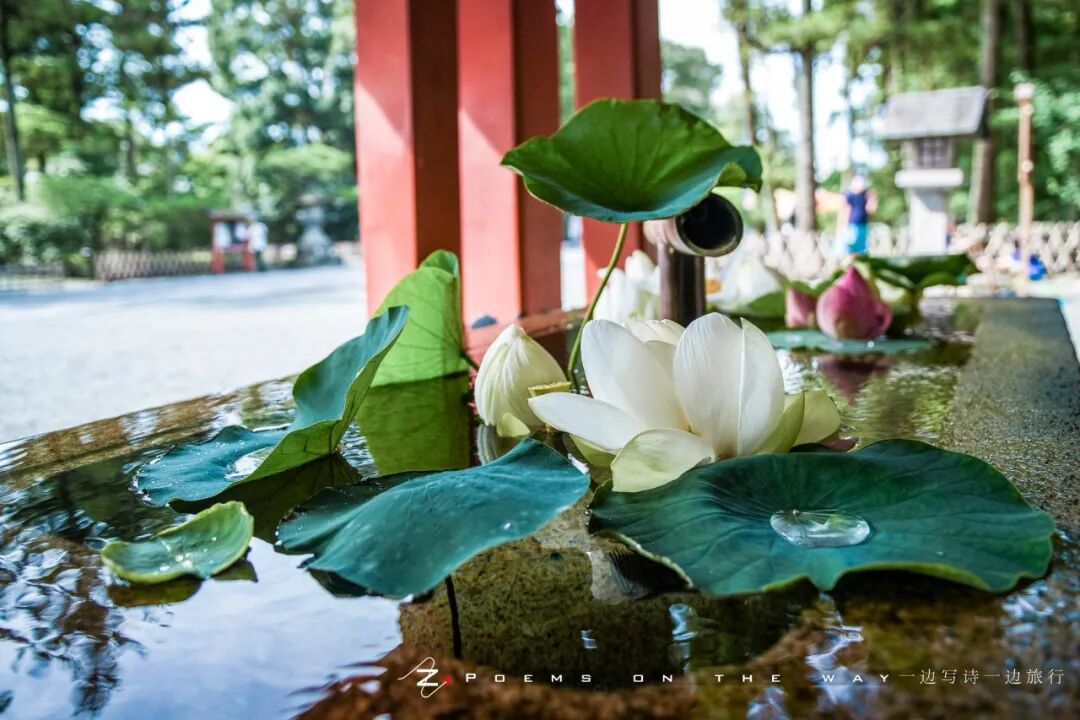 镰仓散步 古寺莲叶何田田 一边写诗一边旅行 微信公众号文章阅读 Wemp