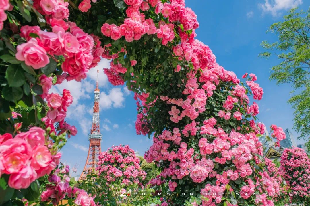 初夏 东京塔与玫瑰花 一边写诗一边旅行 微信公众号文章阅读 Wemp