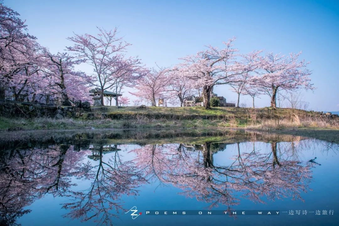 滋贺 错过了京都樱花 可去琵琶湖畔的海津大崎赏花 一边写诗一边旅行 微信公众号文章阅读 Wemp