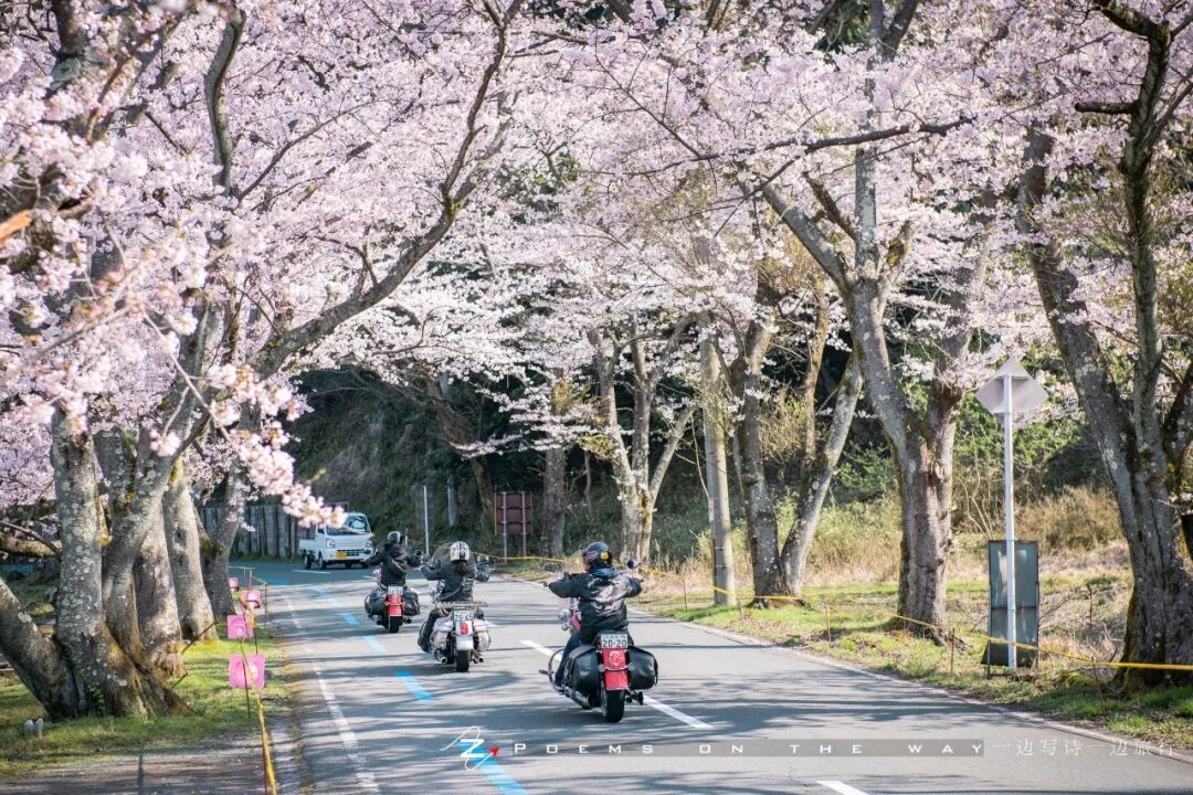 滋贺 错过了京都樱花 可去琵琶湖畔的海津大崎赏花 一边写诗一边旅行 微信公众号文章阅读 Wemp