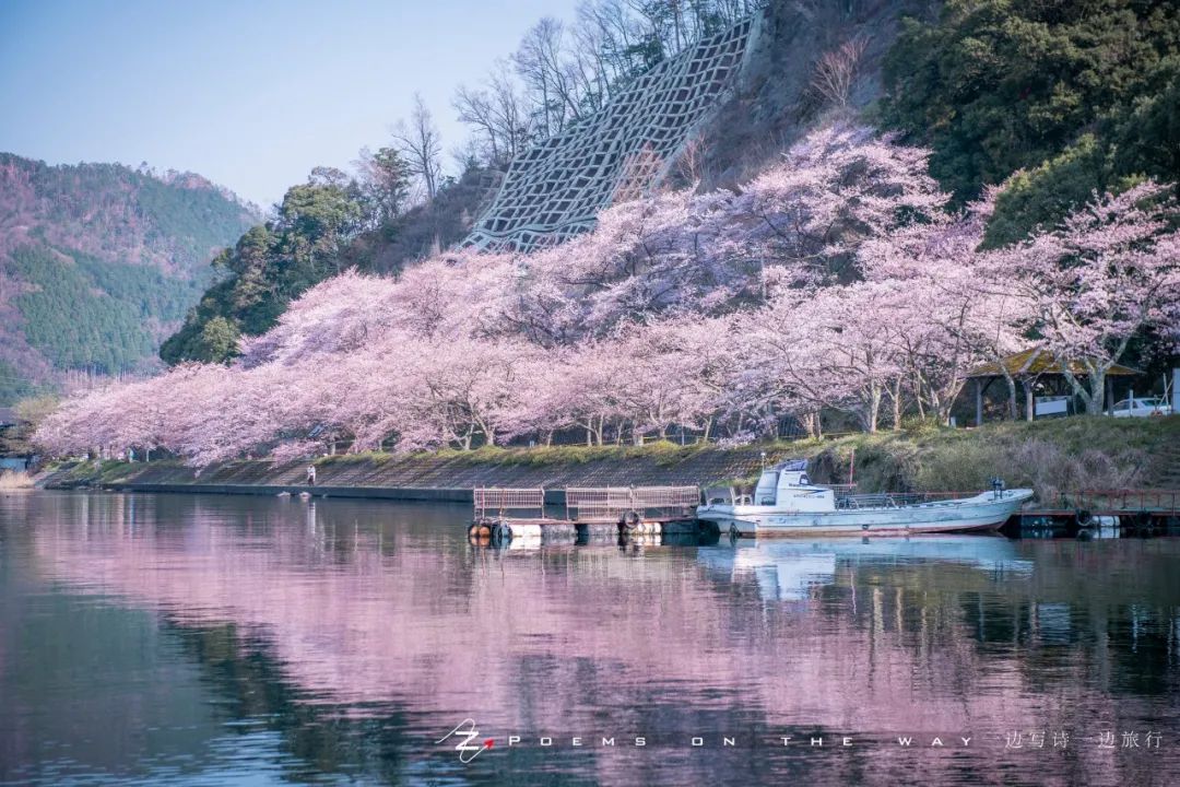 滋贺 错过了京都樱花 可去琵琶湖畔的海津大崎赏花 一边写诗一边旅行 微信公众号文章阅读 Wemp