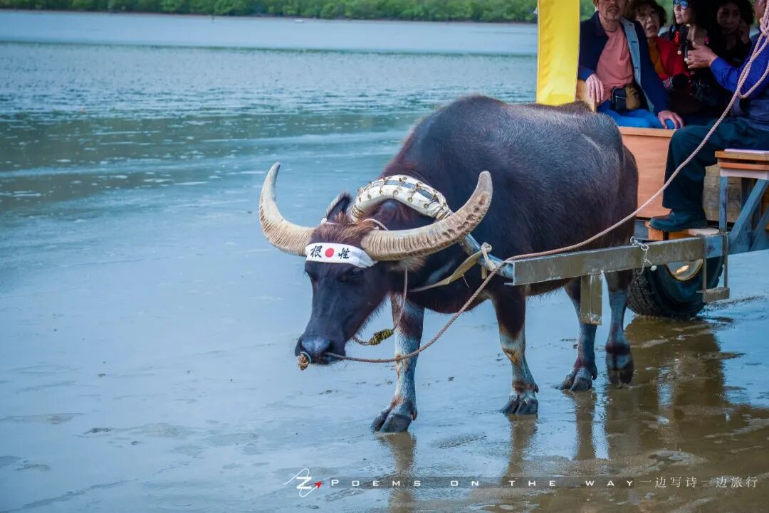 西表岛 日本最后的秘境 一边写诗一边旅行 微信公众号文章阅读 Wemp