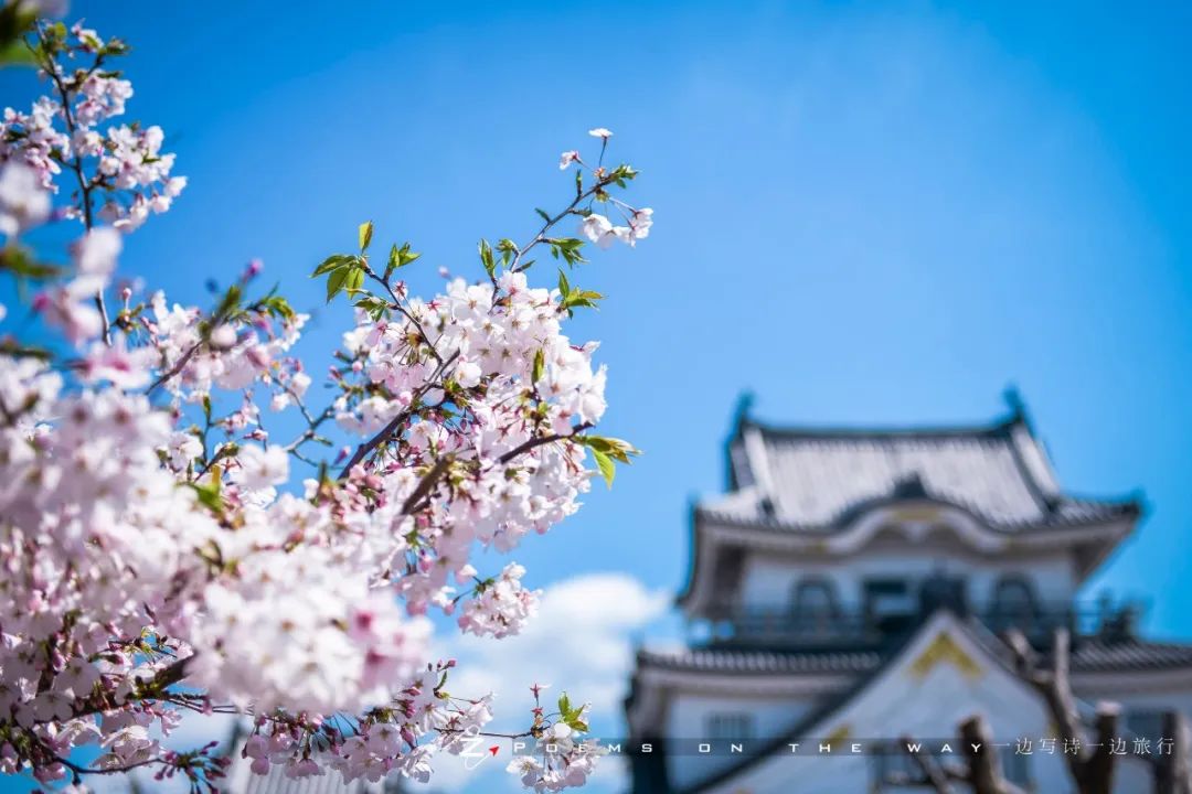 枯山水的杰作 岸和田城八阵之庭 一边写诗一边旅行 微信公众号文章阅读 Wemp