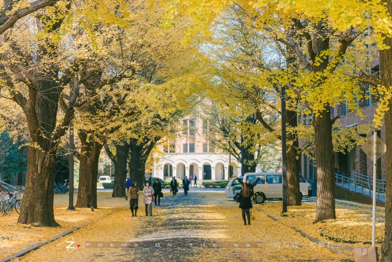 賞秋 東京大學銀杏黃時 一邊寫詩一邊旅行 微文庫