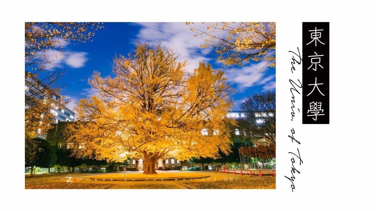 賞秋 東京大學銀杏黃時 一邊寫詩一邊旅行 微文庫