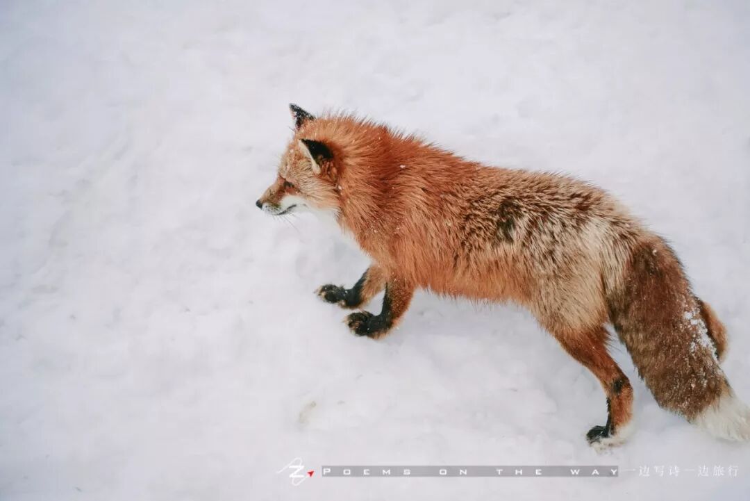 激萌 藏王狐狸村 要控幾住你技幾 一邊寫詩一邊旅行 微文庫