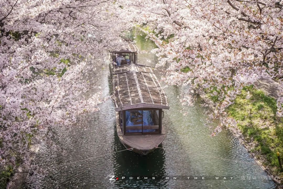 京都 花见伏见十石舟 一边写诗一边旅行 微信公众号文章阅读 Wemp