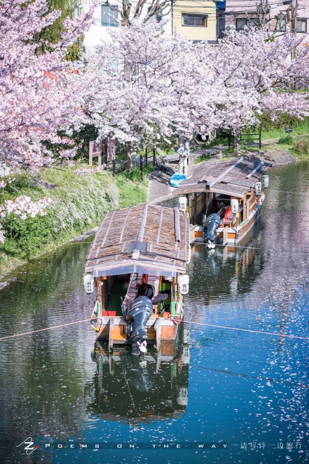 京都 花见伏见十石舟 一边写诗一边旅行 微信公众号文章阅读 Wemp