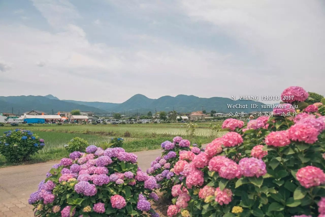 有紫陽花陪伴的東京初夏 一邊寫詩一邊旅行 微文庫