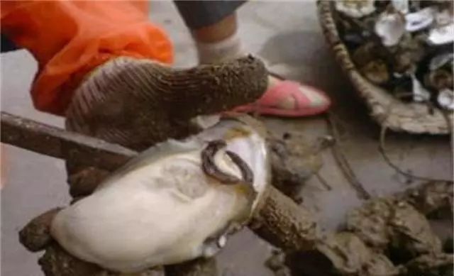 养殖泥鳅挣钱吗_致富养殖泥鳅图片_致富经泥鳅养殖