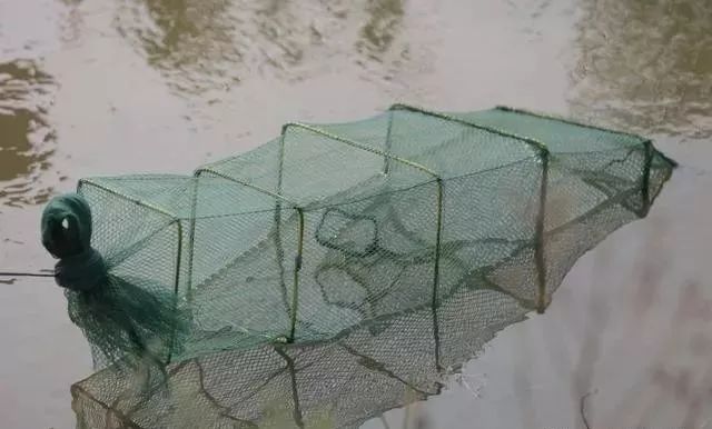 捕龙虾,把地笼放塘里就可以了?看完本文,龙虾捕捉率提高50%