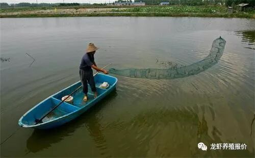 捕龙虾,把地笼放塘里就可以了?看完本文,龙虾捕捉率提高50%