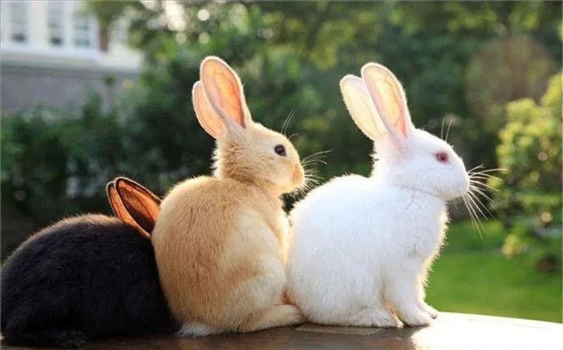 属兔人：87属兔一生有几次婚姻生肖运势