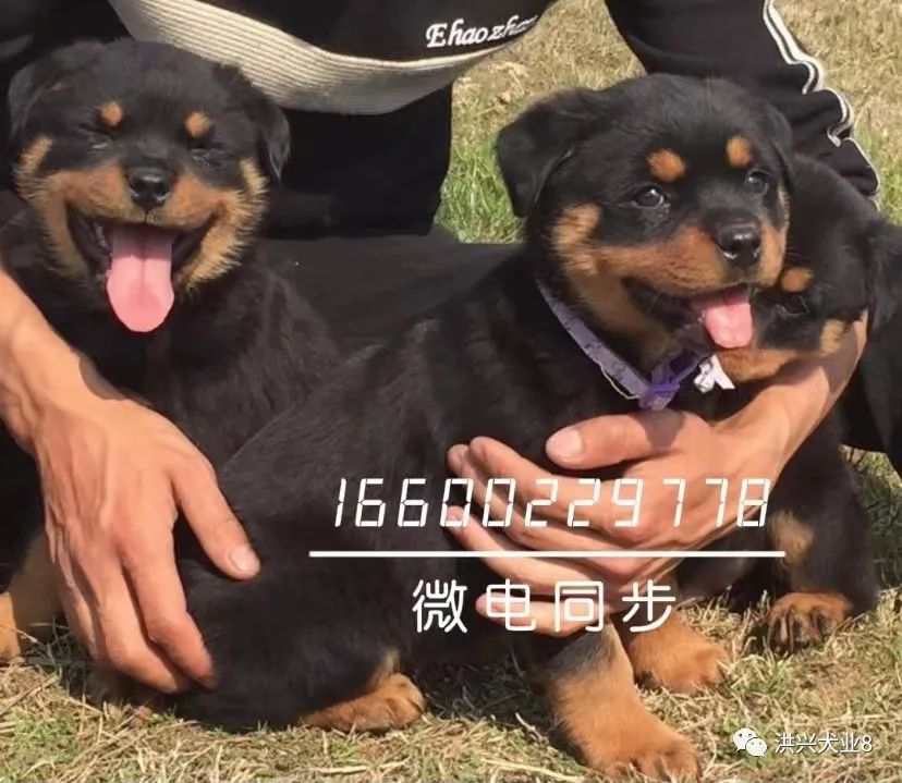 比熊犬多少钱一只纯种比熊犬图片价格