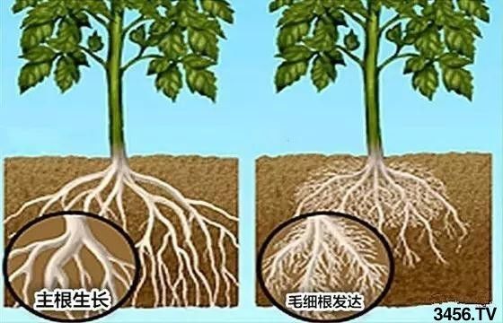 呼吸酶 根放 可以快速增大主根,增生侧根和毛细根;改善根部土壤环境