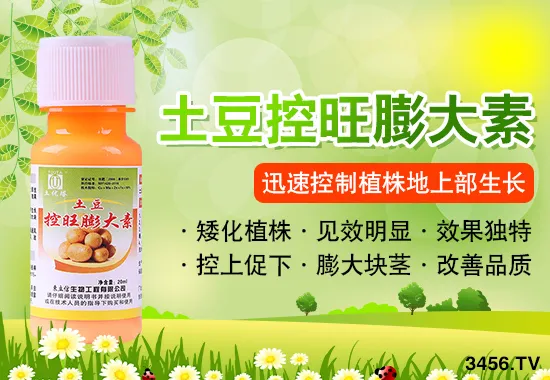 马铃薯产量不理想?高产妙招,教你正确控旺,照着做,产量提高三、四成! 马铃薯产量不理想?高产妙招,教你正确控旺,照着做,产量提高三、四成!