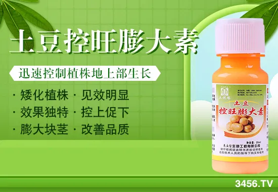 马铃薯产量不理想?高产妙招,教你正确控旺,照着做,产量提高三、四成! 马铃薯产量不理想?高产妙招,教你正确控旺,照着做,产量提高三、四成!