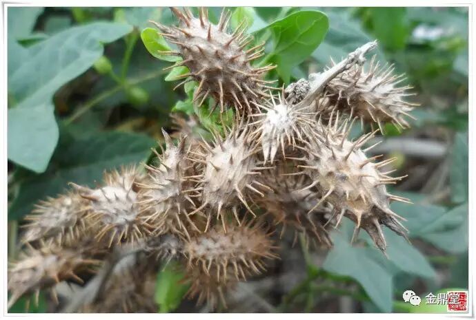 来,只刺,进贤菜,道人头,喝起草,佛耳,缣丝草,野缣丝,野茄,猪耳,痴头婆