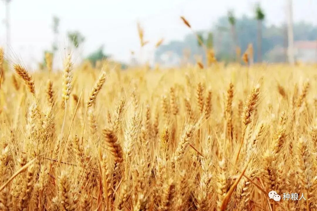 盘说今年新小麦价格的问题 粮价信息 微信公众号文章阅读 Wemp