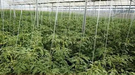 「产业」引领群众奔小康 江苏泗阳：大力发展富民产业