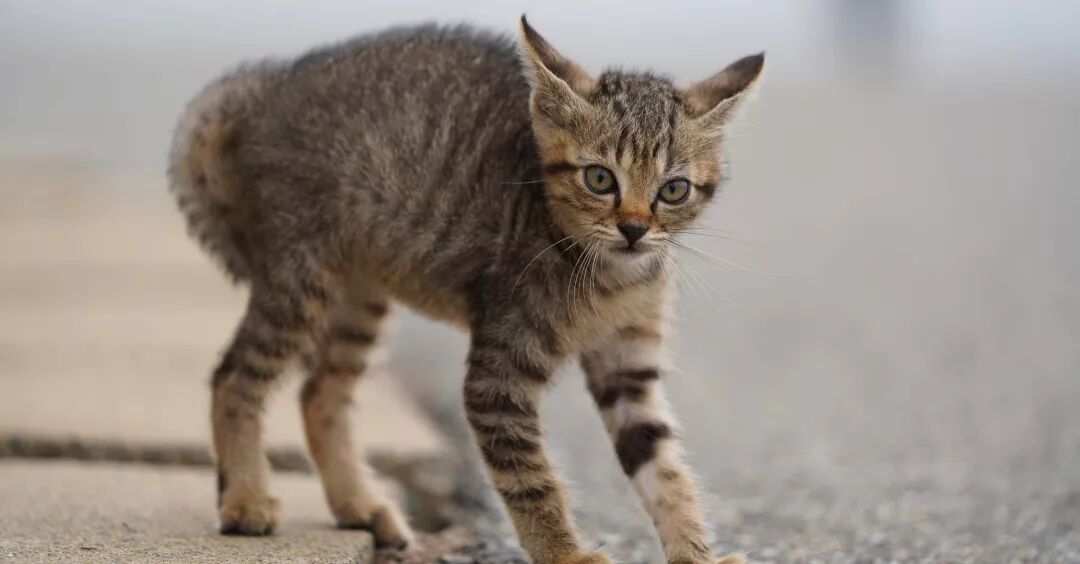 终于完成心愿去了猫岛，小猫咪特别可爱。