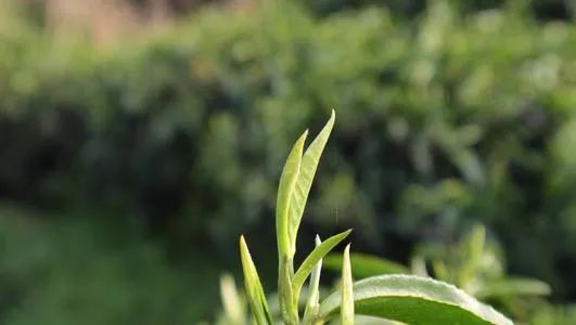 喝茶真的很重要，还不知道为什么要多喝茶的，看这里