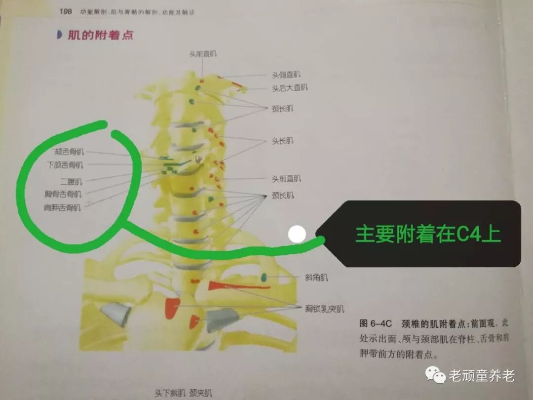 吞咽治疗仪怎么用吞咽障碍丨吞咽障碍电刺激治疗仪 Vital Stim 相关治疗细节_https://www.jmylbn.com_新闻资讯_第5张