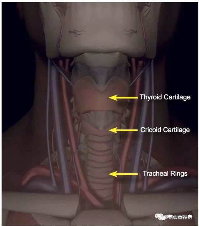 吞咽治疗仪怎么用吞咽障碍丨吞咽障碍电刺激治疗仪 Vital Stim 相关治疗细节_https://www.jmylbn.com_新闻资讯_第6张