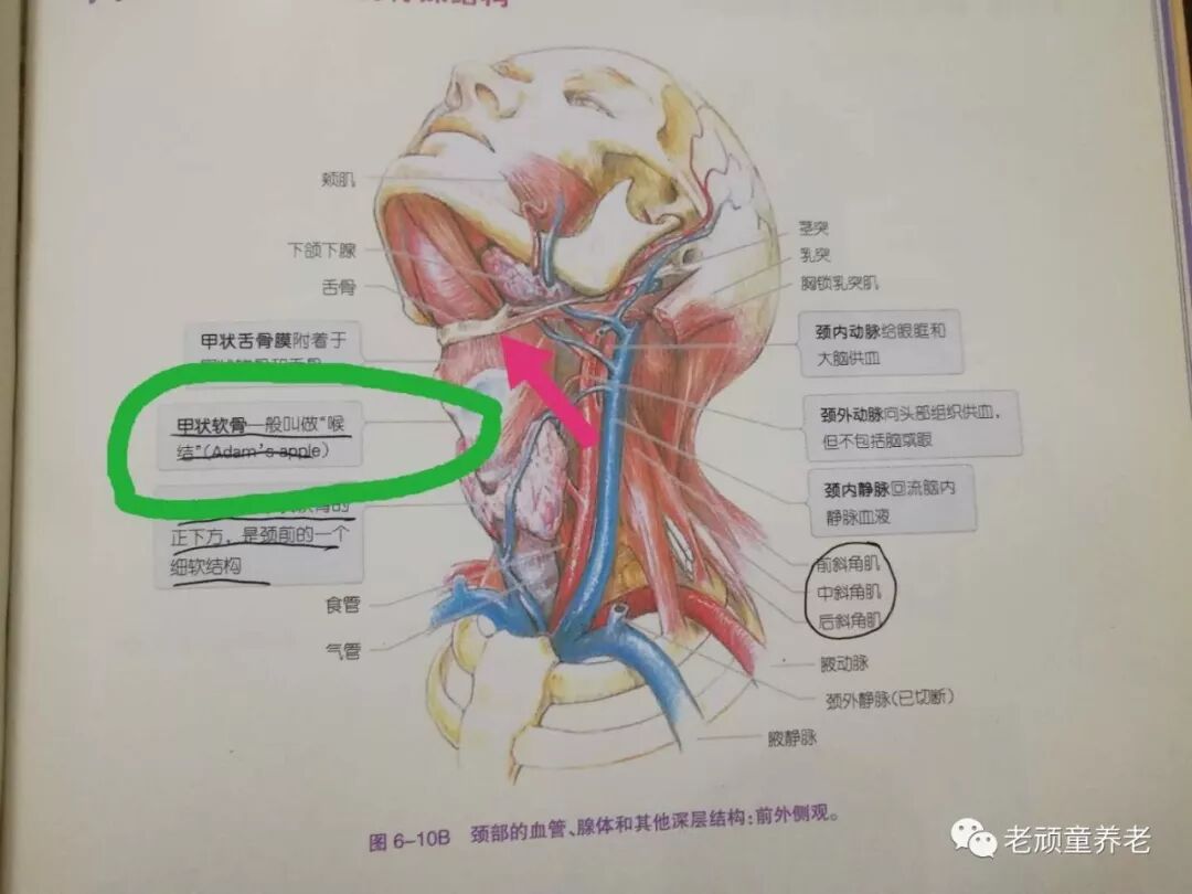 吞咽治疗仪怎么用吞咽障碍丨吞咽障碍电刺激治疗仪 Vital Stim 相关治疗细节_https://www.jmylbn.com_新闻资讯_第3张