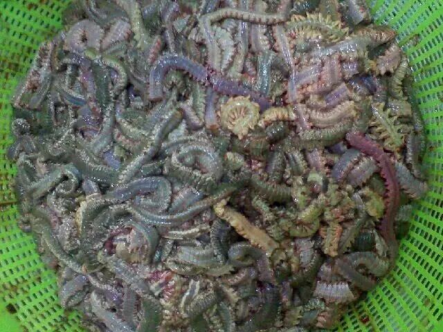 04.海蜈蚣九节虾的个头不小,加上肉质清爽且富于弹性,因而备受欢迎.