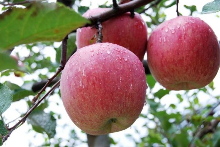 最新河北十大林果品牌公布!你家乡特产出名啦