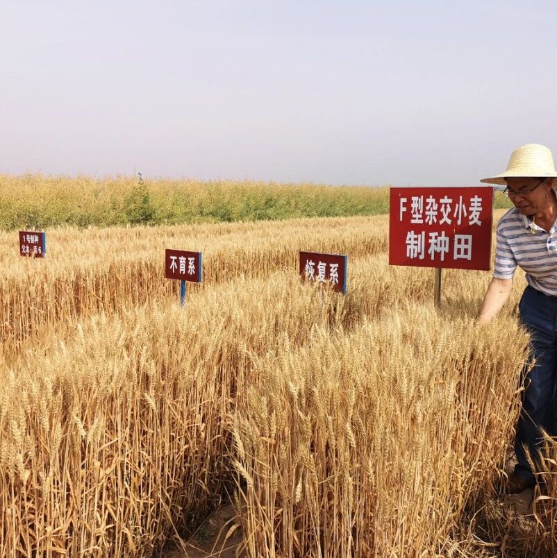 夏粮少收千万吨？粮食危机要来了？权威解答来了