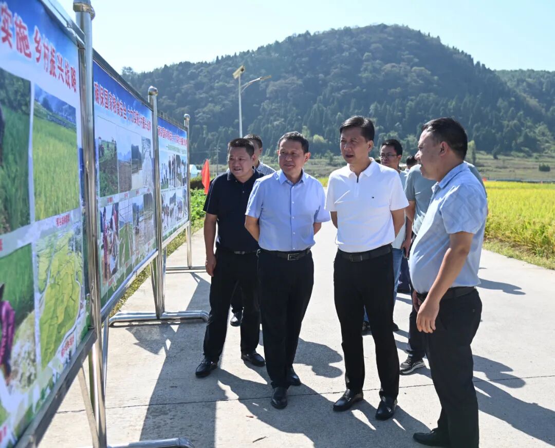 铜仁金黄稻田奏响丰收曲 - 松桃数字供销乡村振兴网
