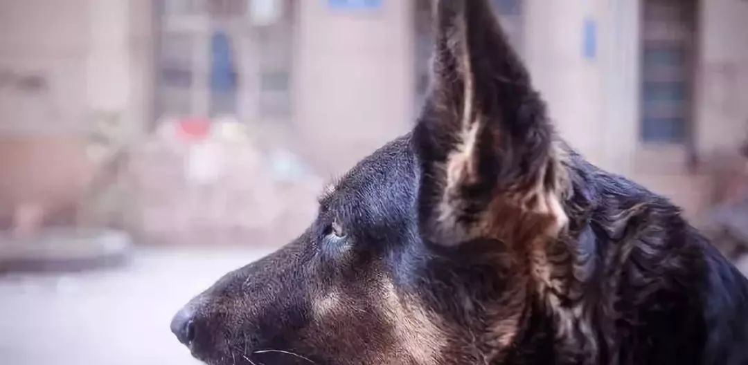 国内4种性格最猛的狗 前两只为狼犬 最后位打猎厉害 趣萌宠物 微信公众号文章阅读 Wemp