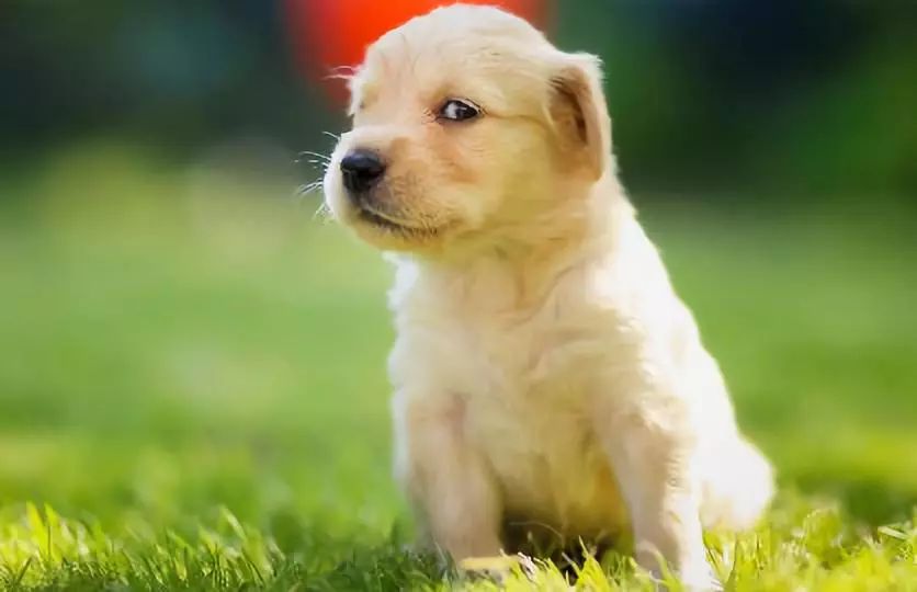 5种寿命最长的狗狗 大型犬的它能活到岁 你家狗狗呢 趣萌宠物 微信公众号文章阅读 Wemp