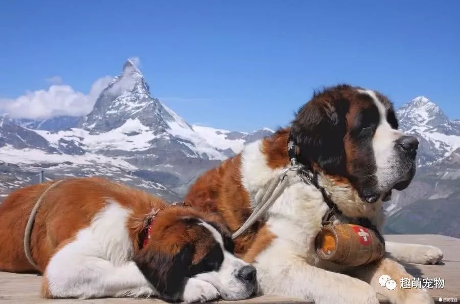 世界上体型巨大的七种猛犬，第二个最凶猛也是世